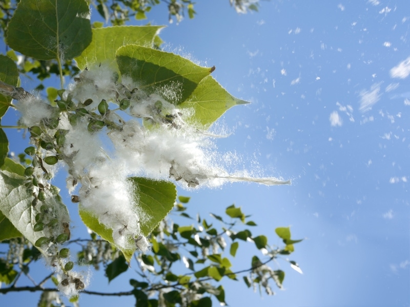 Poplar tree buds opening in spring